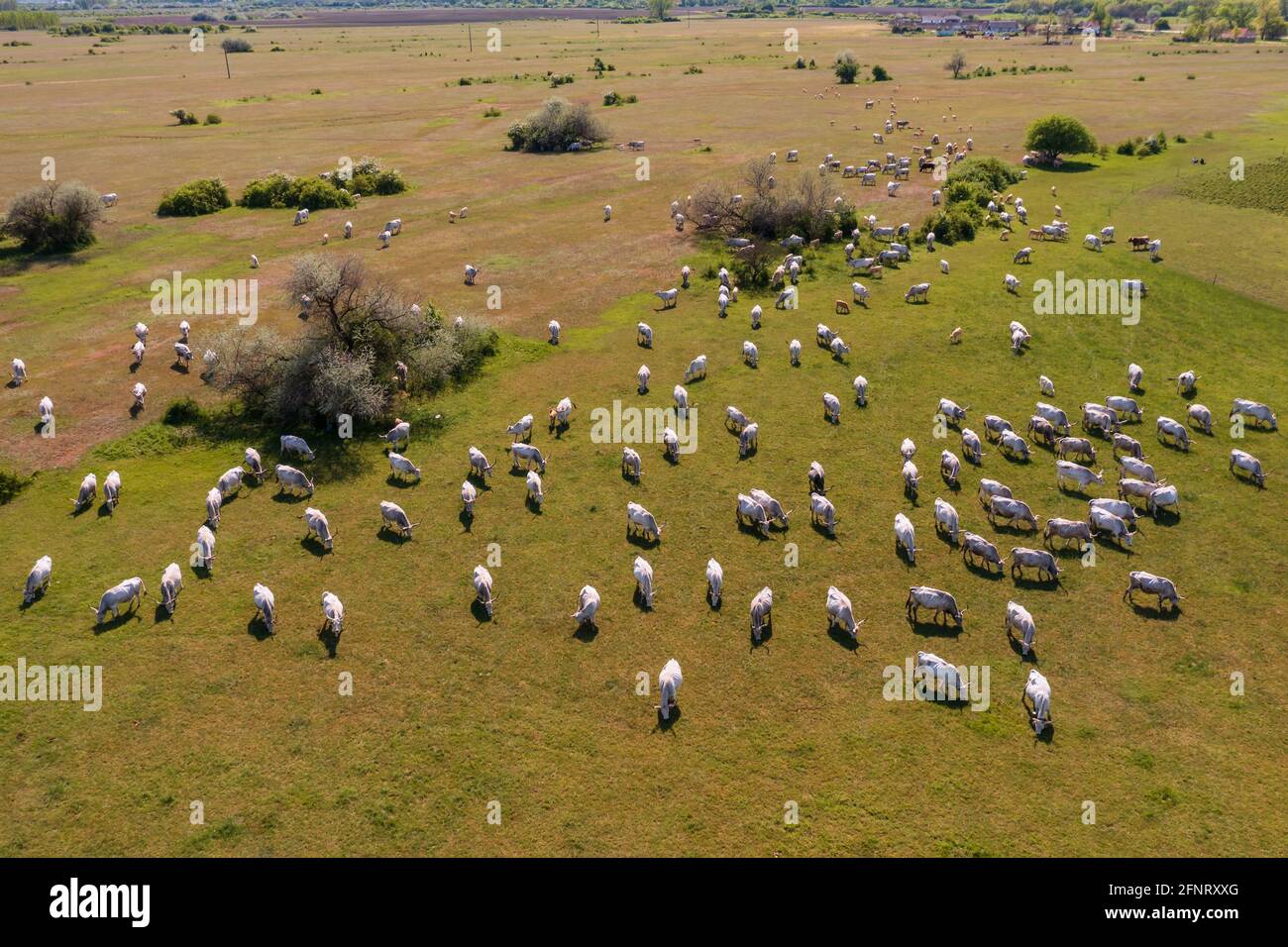 Vaches de bovins gris hongrois avec de longues cornes. Vue aérienne sur un troupeau marchant dans un champ. Animal phare de Hongrie qu'il a unique délicieux viande Banque D'Images
