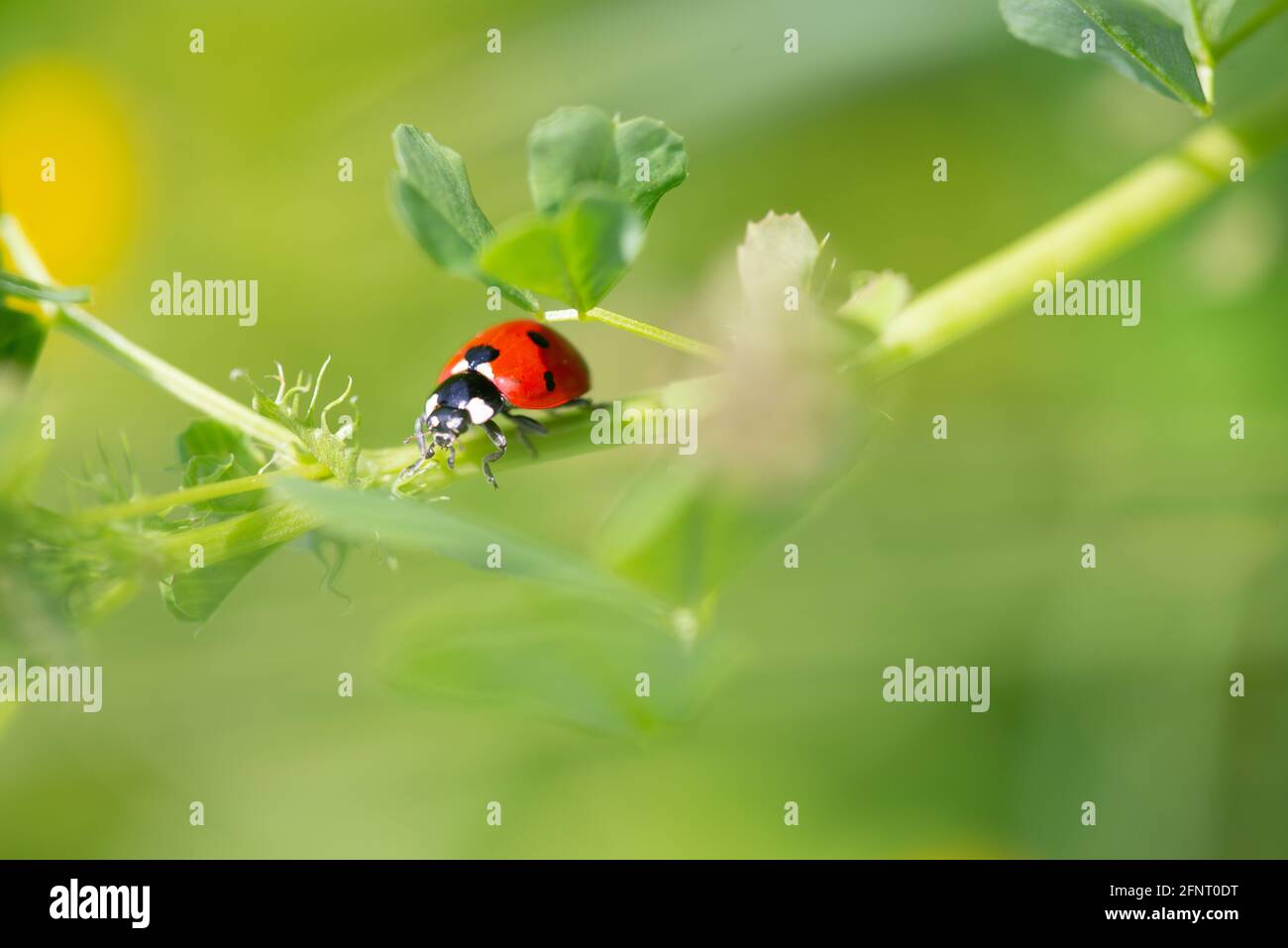 Coccinella septempunctata (coccinella septempunctata) dendroctone rouge grimpant sur une prairie d'herbe verte Banque D'Images