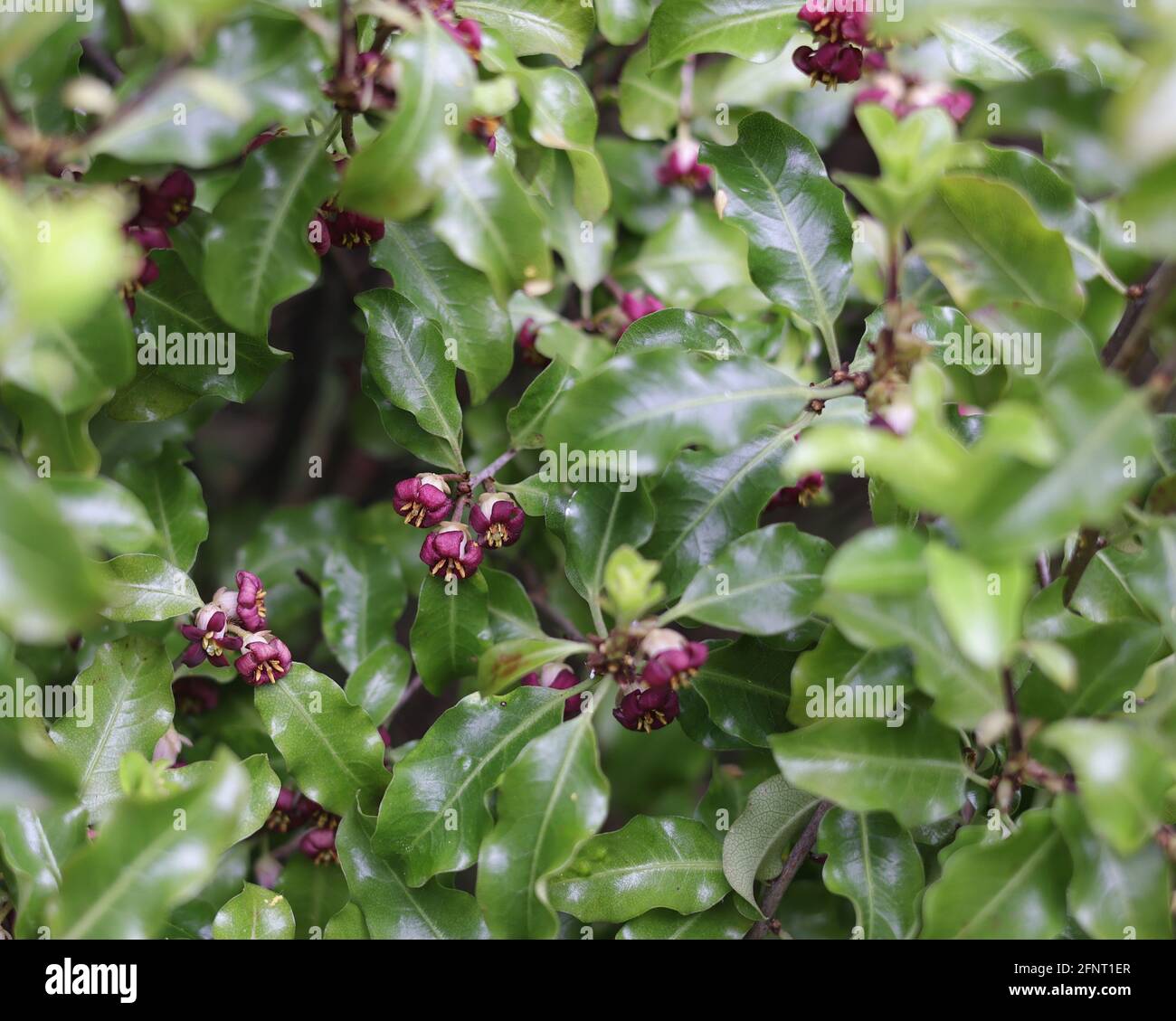 Pittosporum tenuifolium petites fleurs parfumées pourpre profond, marron très sucrées. Composition macro gros plan avec fond de feuilles vertes. Banque D'Images