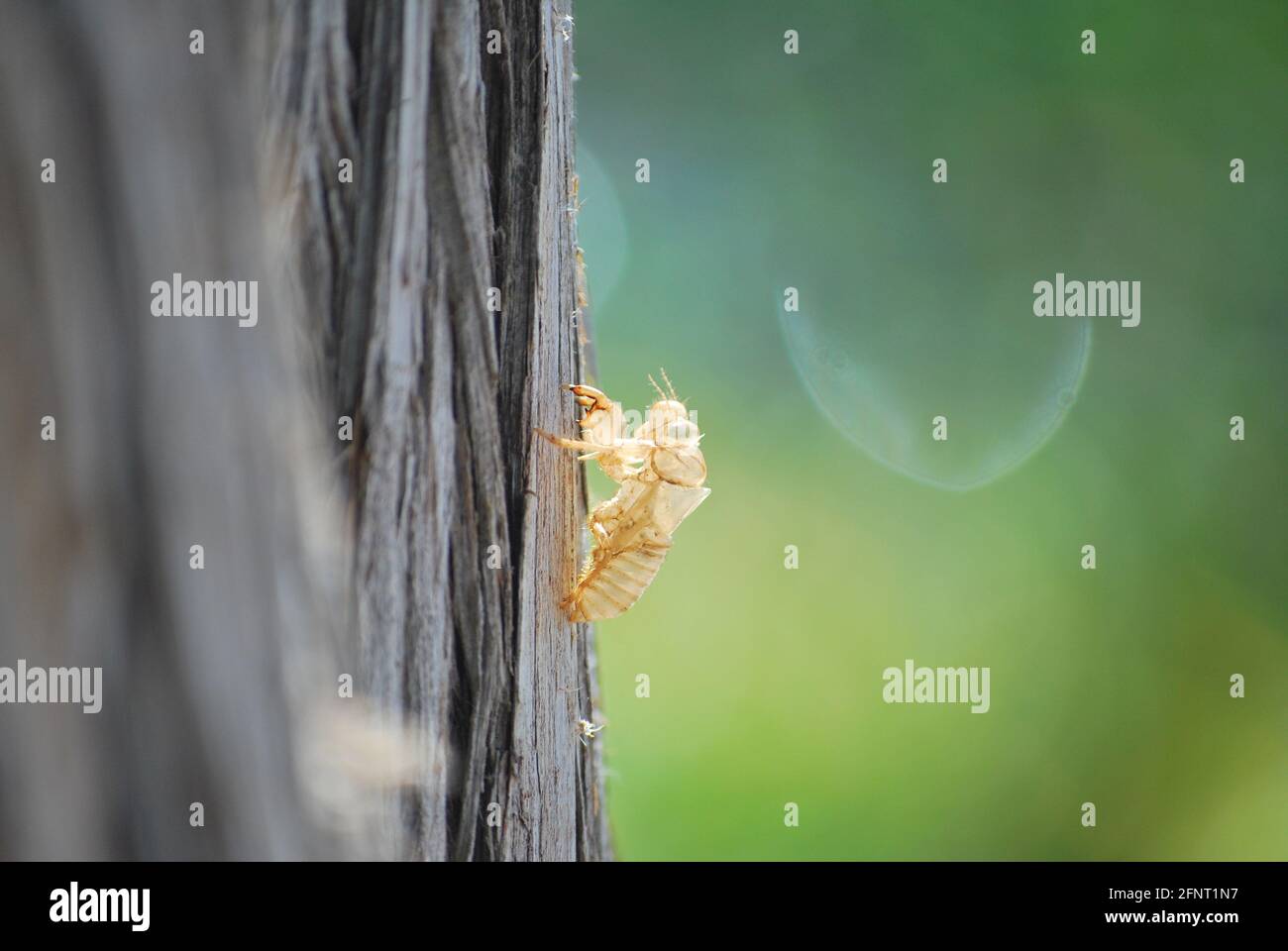 Gros plan d'une coquille de cicada sur un tronc d'arbre avec un fond très doux et chaud en Grèce Banque D'Images