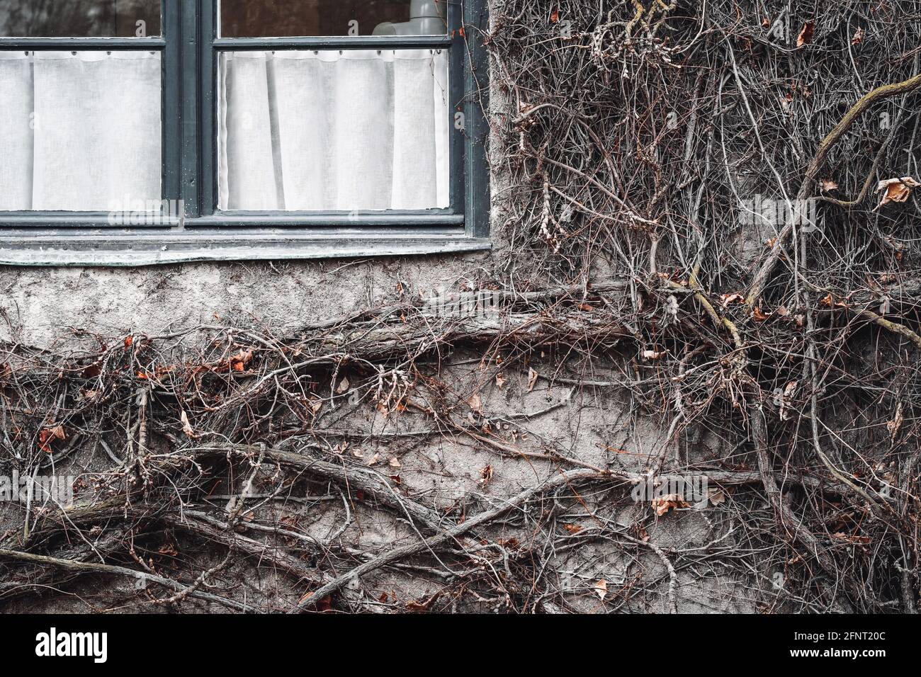 Photo d'une ancienne maison avec arbre poussant sur le mur Banque D'Images