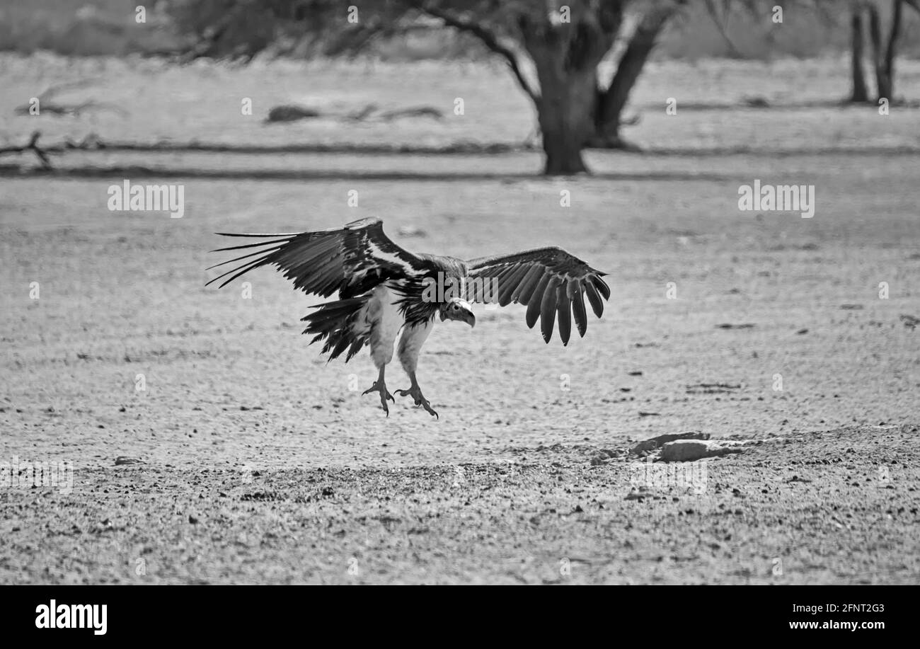 Une Vulture face à Lappet débarque dans la savane d'Afrique australe Banque D'Images