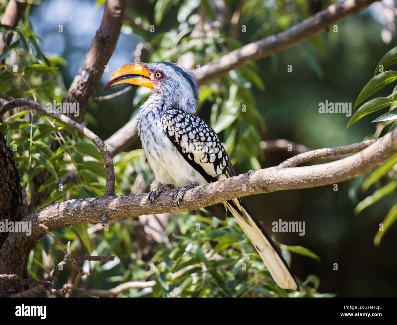 Oiseau de charme à bec jaune du sud perché dans un arbre Banque D'Images