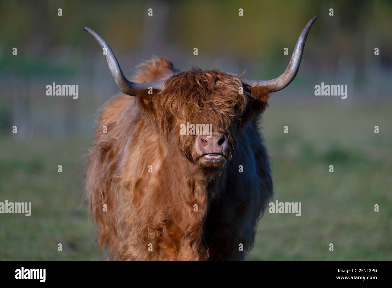 Highland Catlle-Bos Taurus. Ressort. Royaume-Uni Banque D'Images