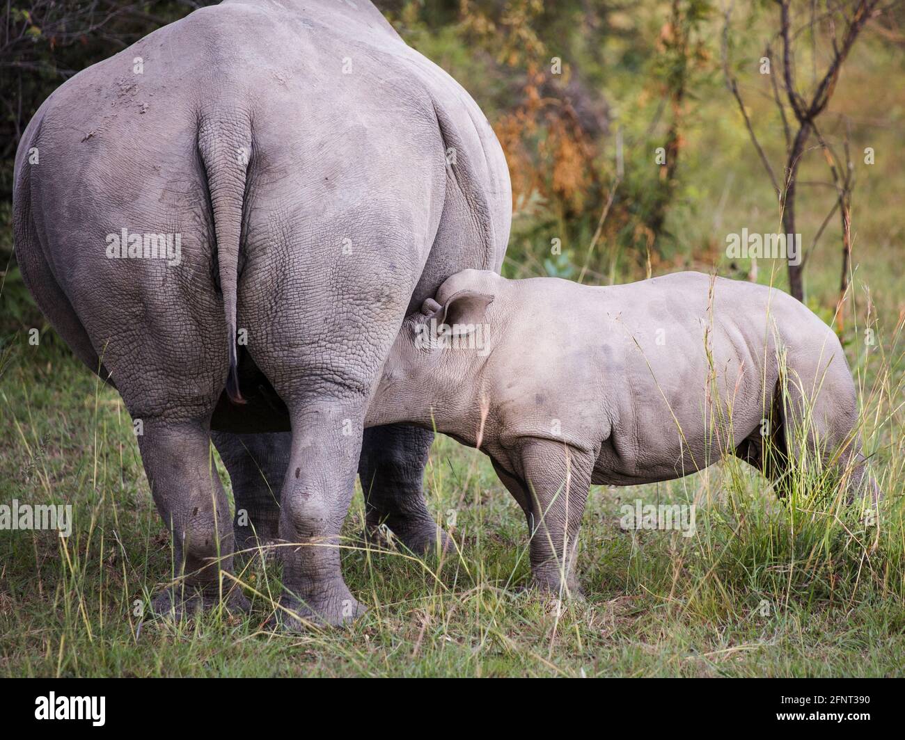 Le rhinocéros blanc est debout à côté de sa mère avec sa tête sous son ventre Banque D'Images