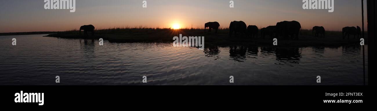 Afrique, Namibie, silhouettes d'éléphants le long de la rivière au crépuscule Banque D'Images
