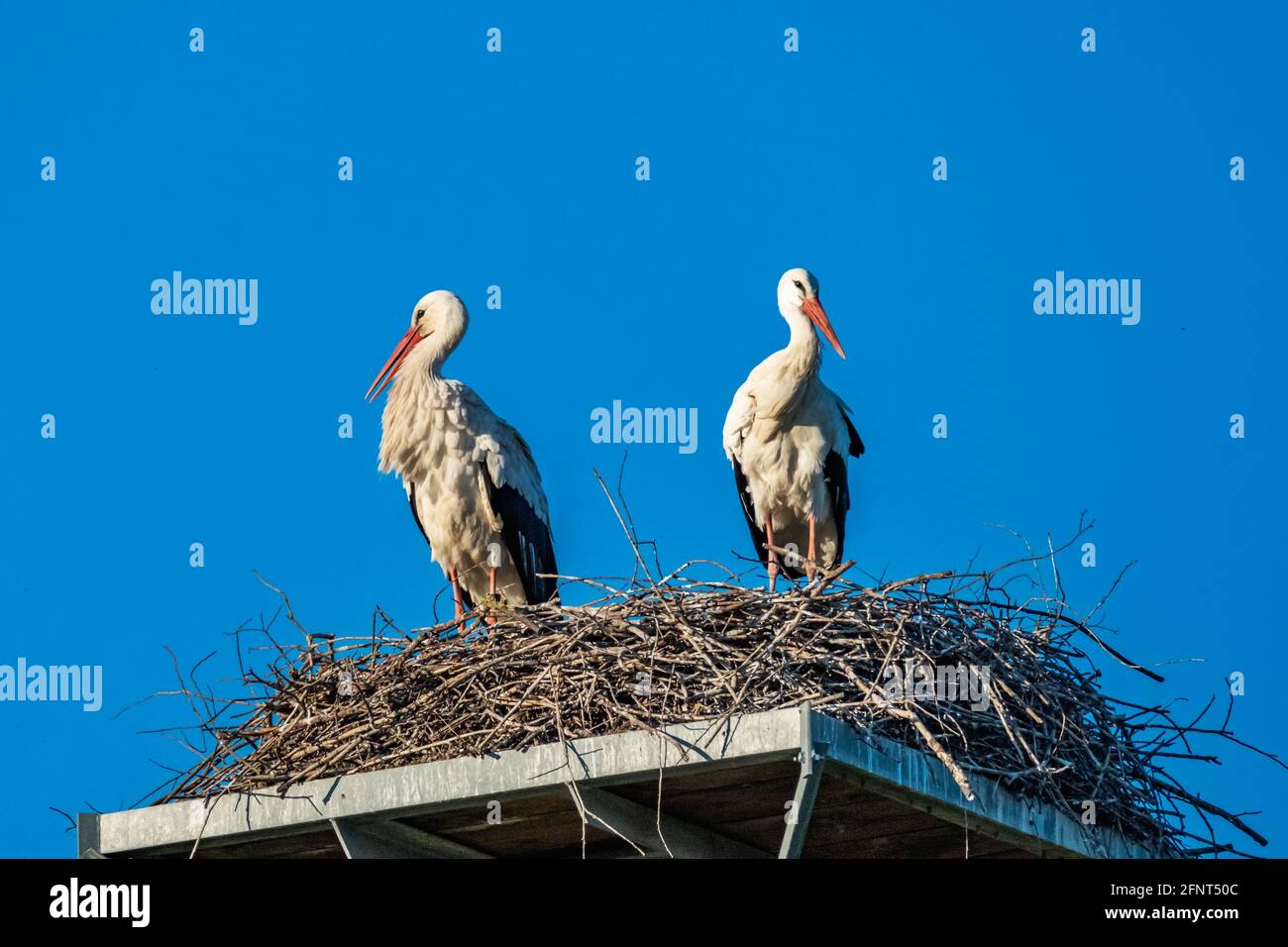 accolade (couple) de cigognes dans le nid de cigognes Banque D'Images