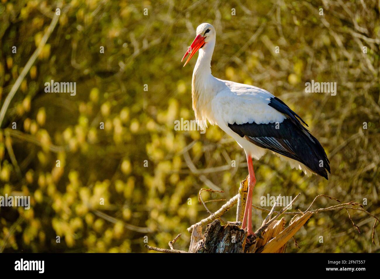 Stork dans les bois au bord de la rivière près du Rhin Banque D'Images