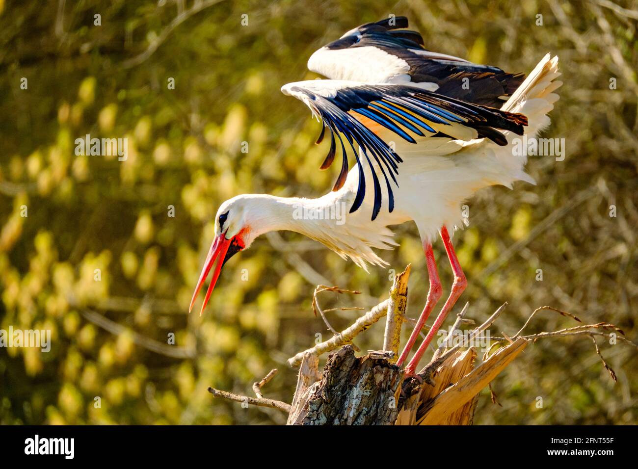 Stork dans les bois au bord de la rivière près du Rhin Banque D'Images