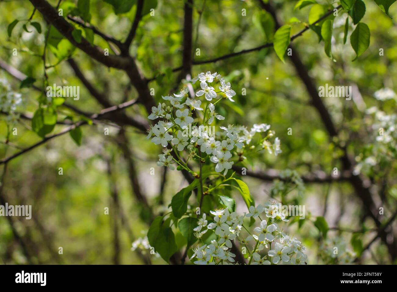 Branche avec des fleurs blanches de la cerise mahaleb, nom latin Prunus mahaleb en Serbie centrale Banque D'Images