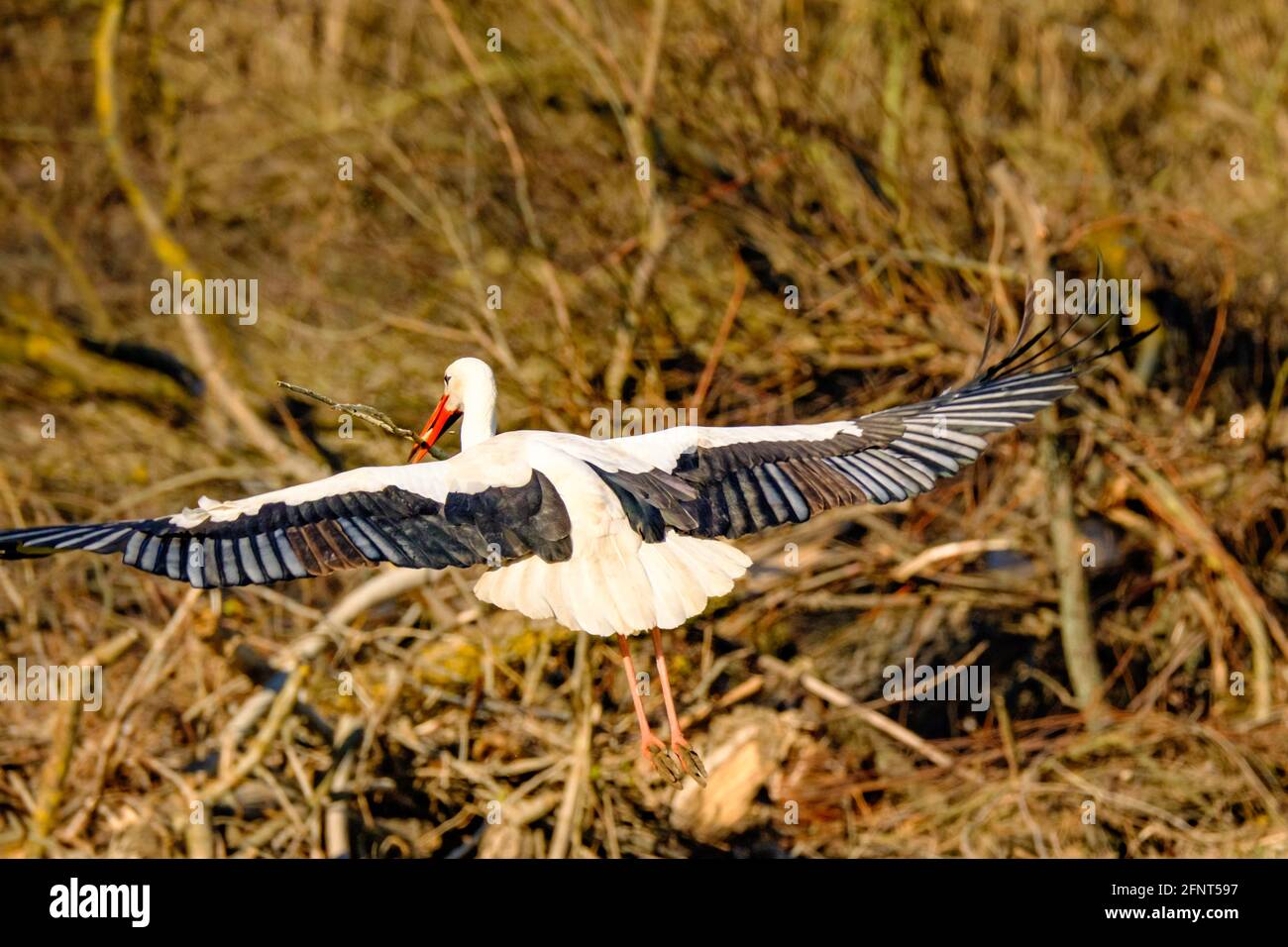 Stork recueille les matériaux pour le nid des cigognes. Banque D'Images