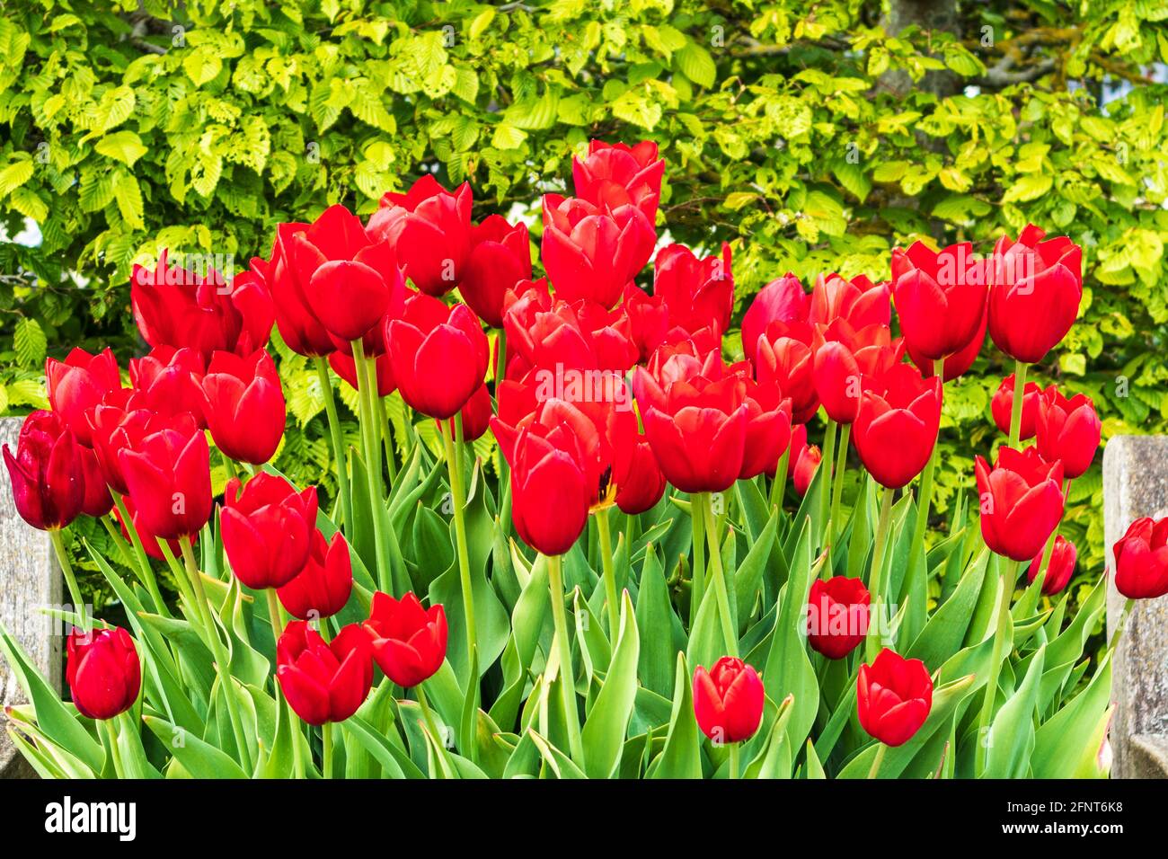 Exposition dynamique de tulipes rouges profondes au RHS Hyde Hall Jardins d'Essex le matin d'un mois de mai ennuyeux avec Green La couverture comme toile de fond Banque D'Images