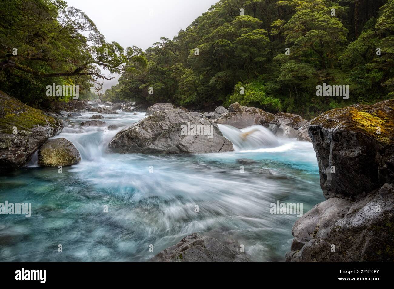 Hollyford River sur la route de Milford Sound, Nouvelle-Zélande Banque D'Images