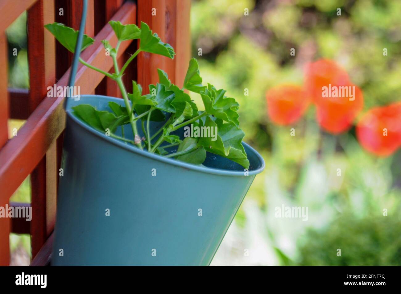 Gros plan sur une plante en pot avec des feuilles vertes, poussant le pélargonium dans le jardin avec des tulipes rouges en arrière-plan, un jour ensoleillé en Pologne Banque D'Images