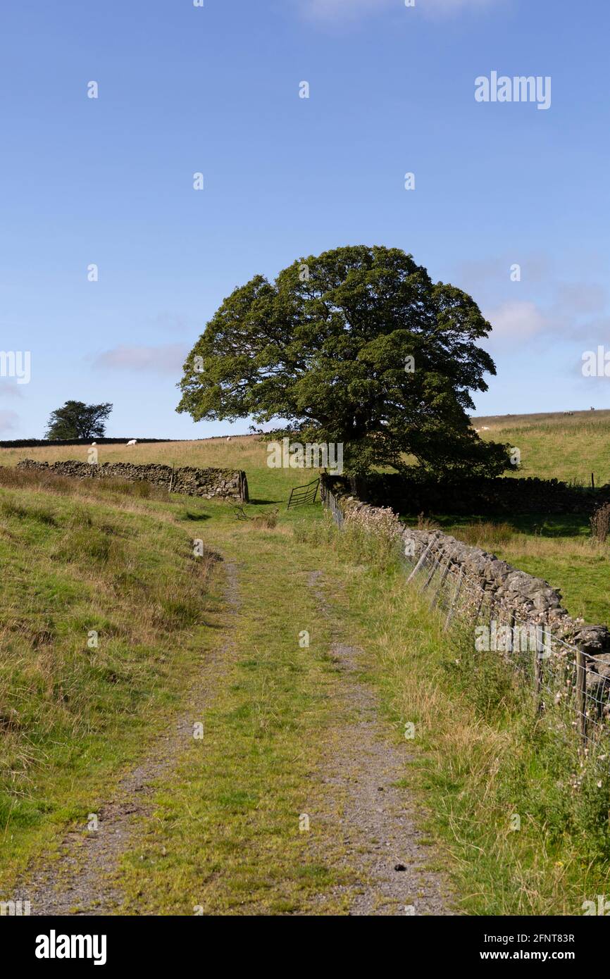 Arbre dans un champ à Cumbria, Angleterre. L'arbre se tient par un mur de pierre sec. Banque D'Images