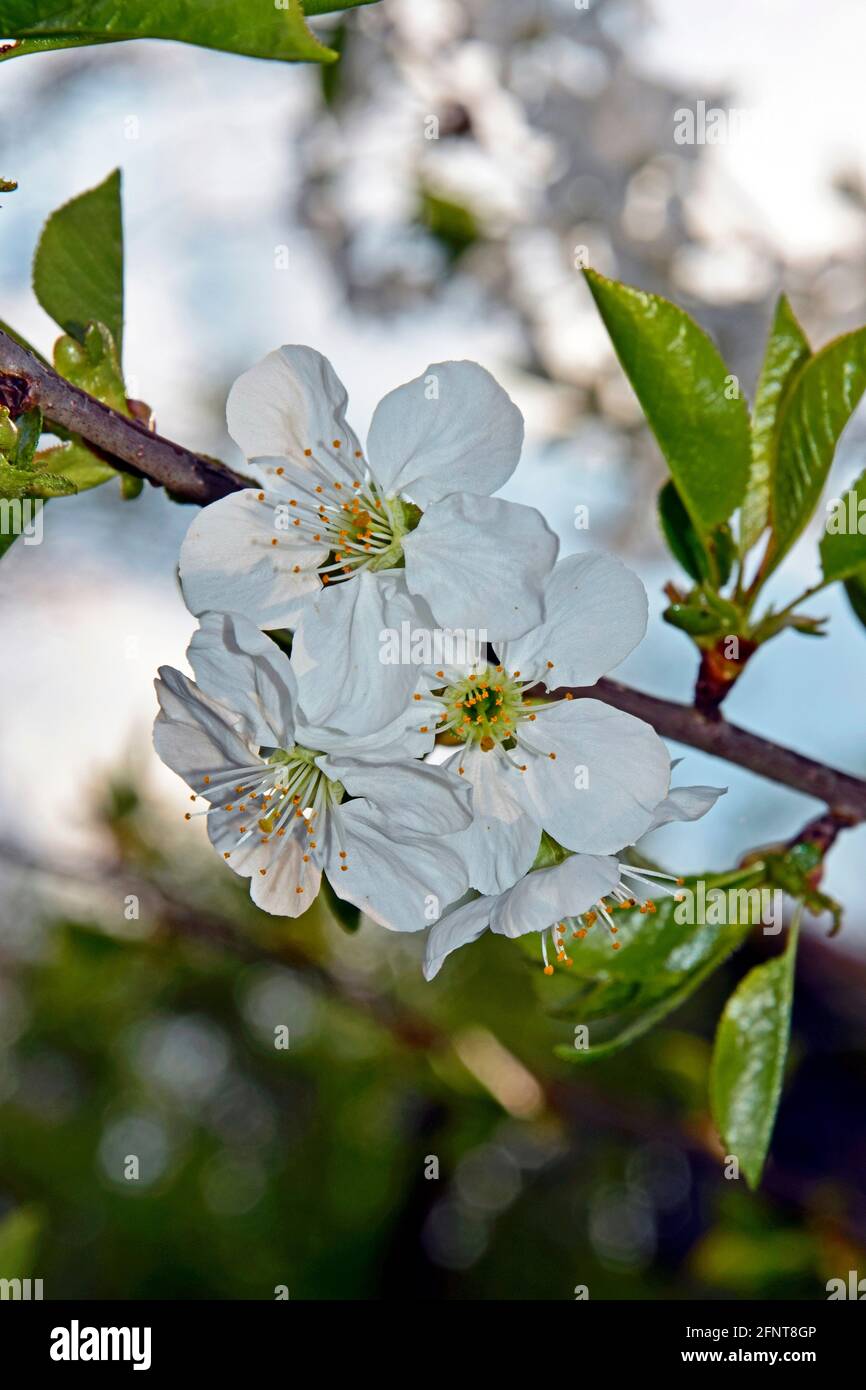 Un groupe de quatre cerisiers en fleurs blanches fleurit sur une branche, en gros plan sur un arrière-plan flou. Banque D'Images