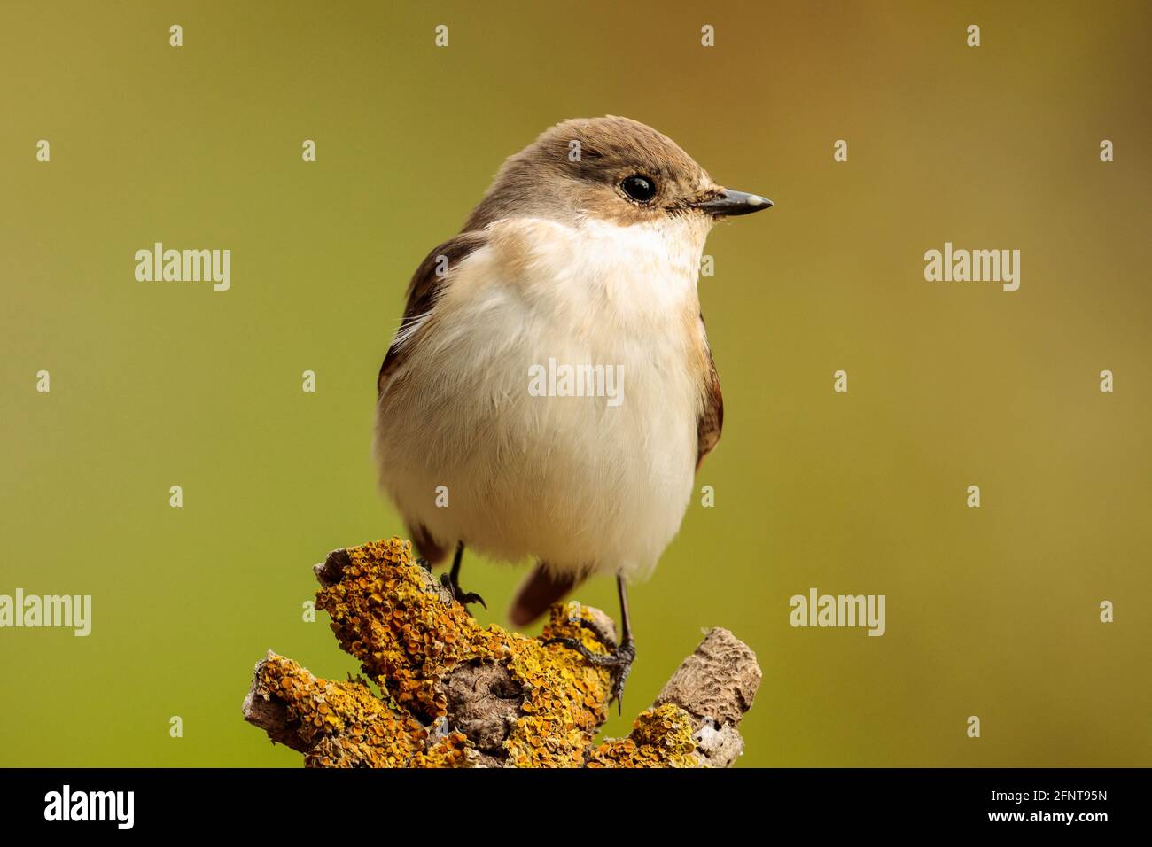 Femelle perchée Pied flycatcher Ficedula hypoleuca. Malte Banque D'Images