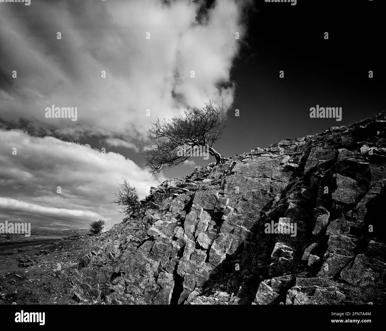 Paysage noir et blanc d'arbres accrochés aux rochers la texture avec des nuages blancs apparaissant de ses branches Banque D'Images