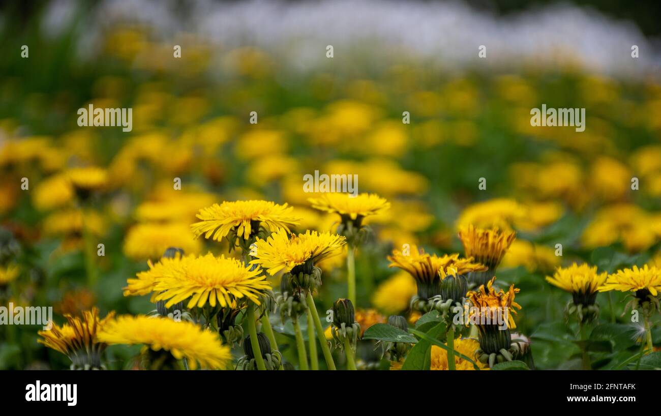 Fleur d'Aster en pleine floraison au Bhoutan Banque D'Images