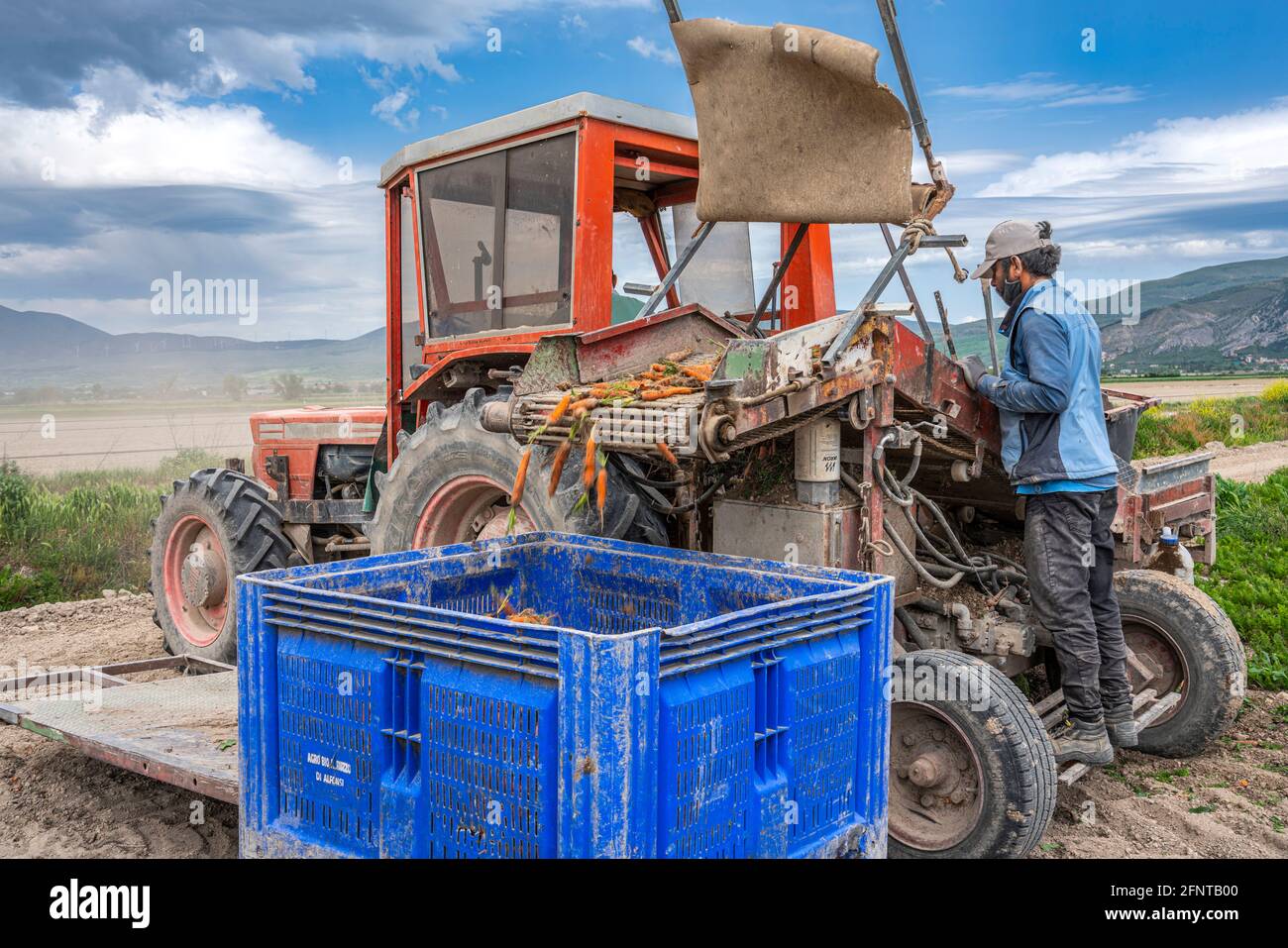 Récolte mécanisée, avec le tracteur, de carottes dans la plaine de Fucino. Fucino, Abruzzes, Italie, Europe Banque D'Images