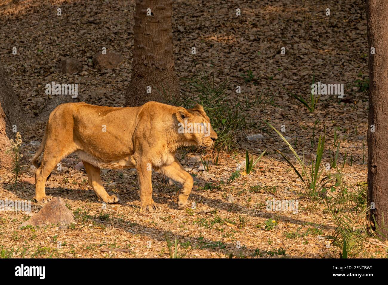Lion dans la cage Banque D'Images