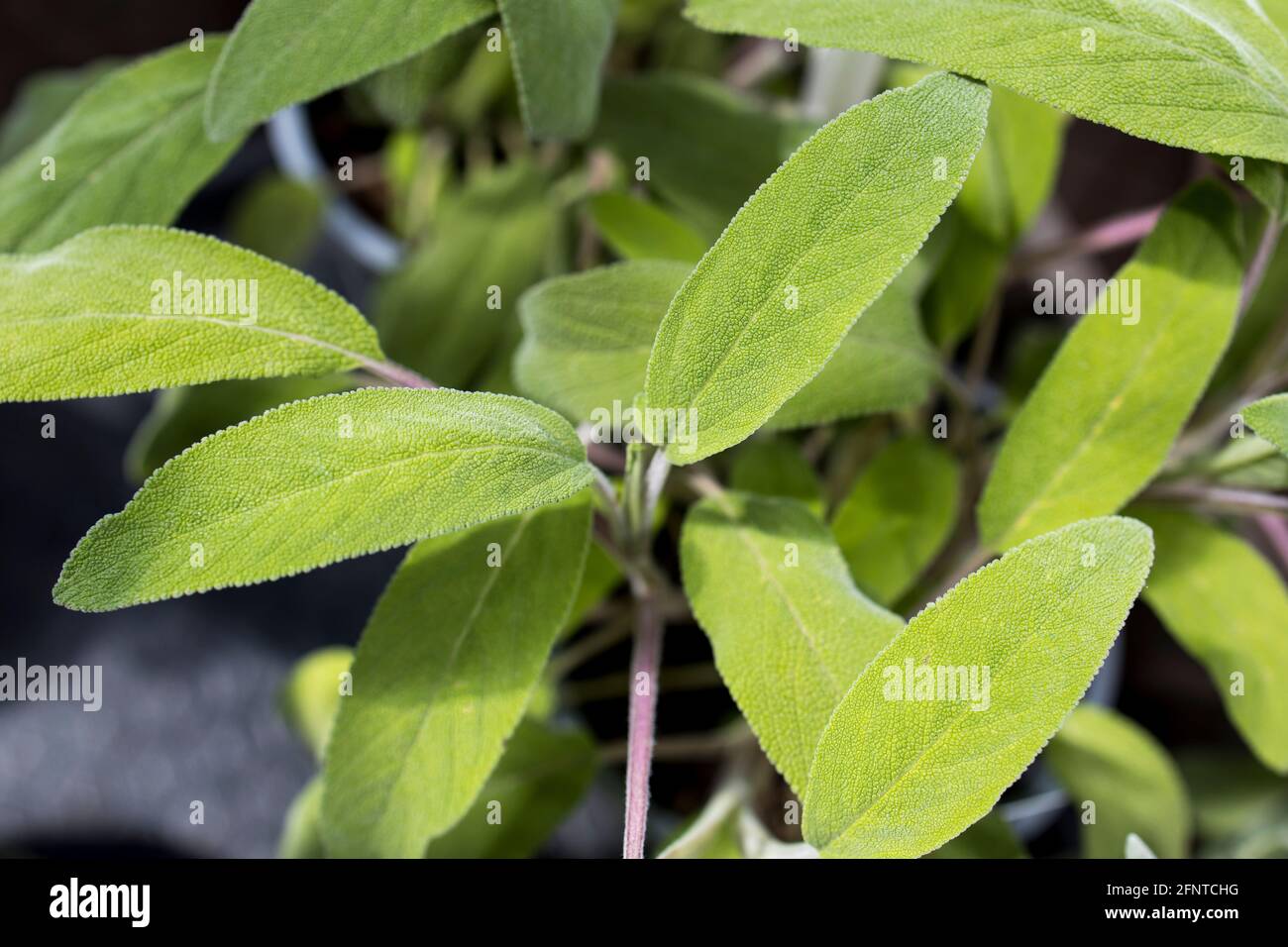 Salvia est le plus grand genre de plantes de la famille des Lamiaceae, avec près de 1000 espèces d'arbustes, de plantes vivaces herbacées et de plantes annuelles. Feuilles de Banque D'Images