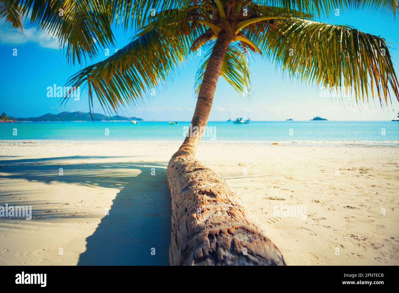 Papier peint Palmiers Plage Coucher de Soleil Vacances île des Caraïbes détente 