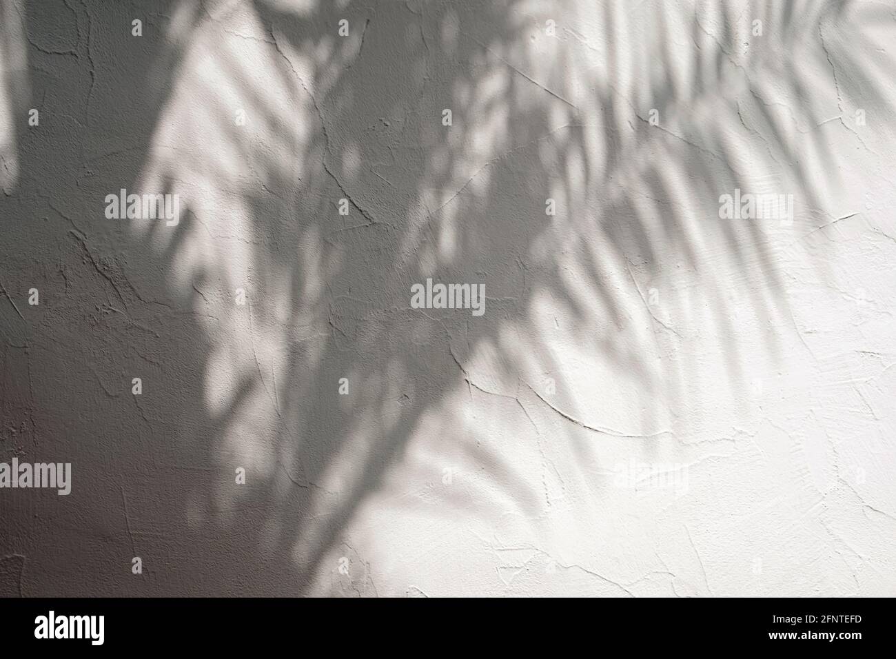 Ombres des feuilles de palmier tropique sur le mur blanc. Banque D'Images