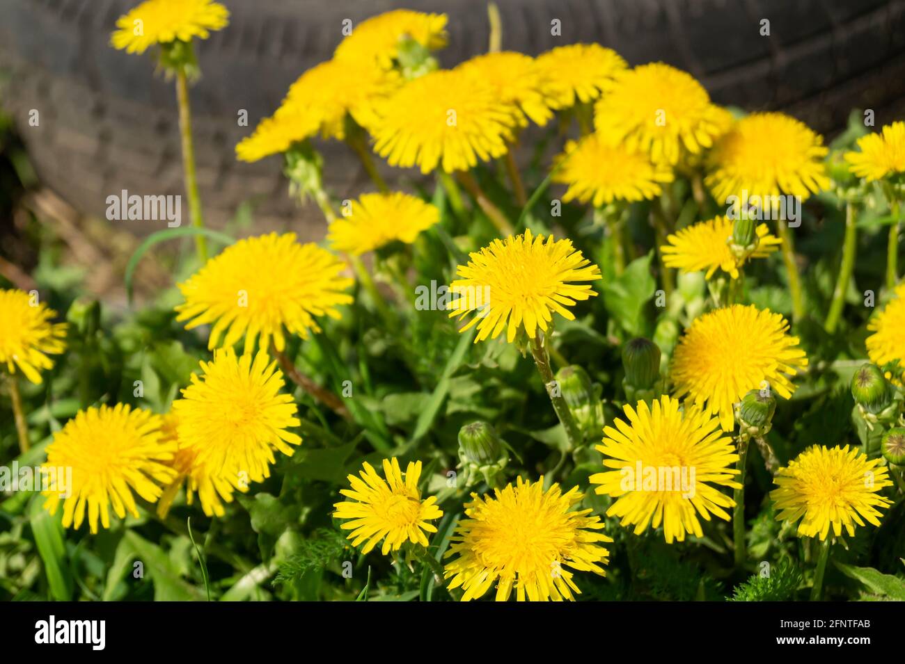 Pissenlit jaune au printemps sur fond sombre. Magnifique fond naturel par temps ensoleillé Banque D'Images