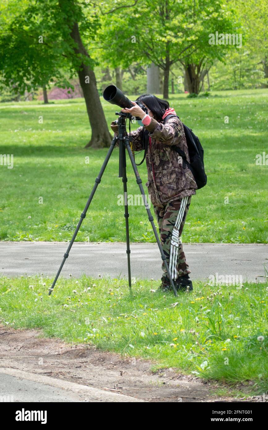 Une photographe féminine d'oiseaux patiemment pour les oiseaux migrateurs dans un parc à Flushing, Queens, New York. Banque D'Images