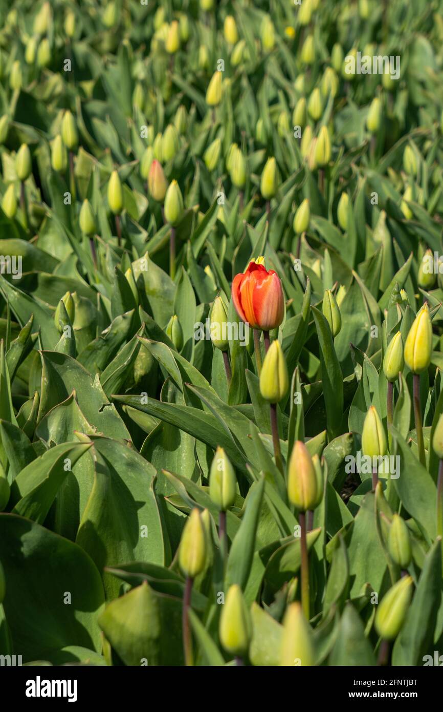 Tulipe rouge entoure de fleurs dans le bourgeon - être différent Banque D'Images