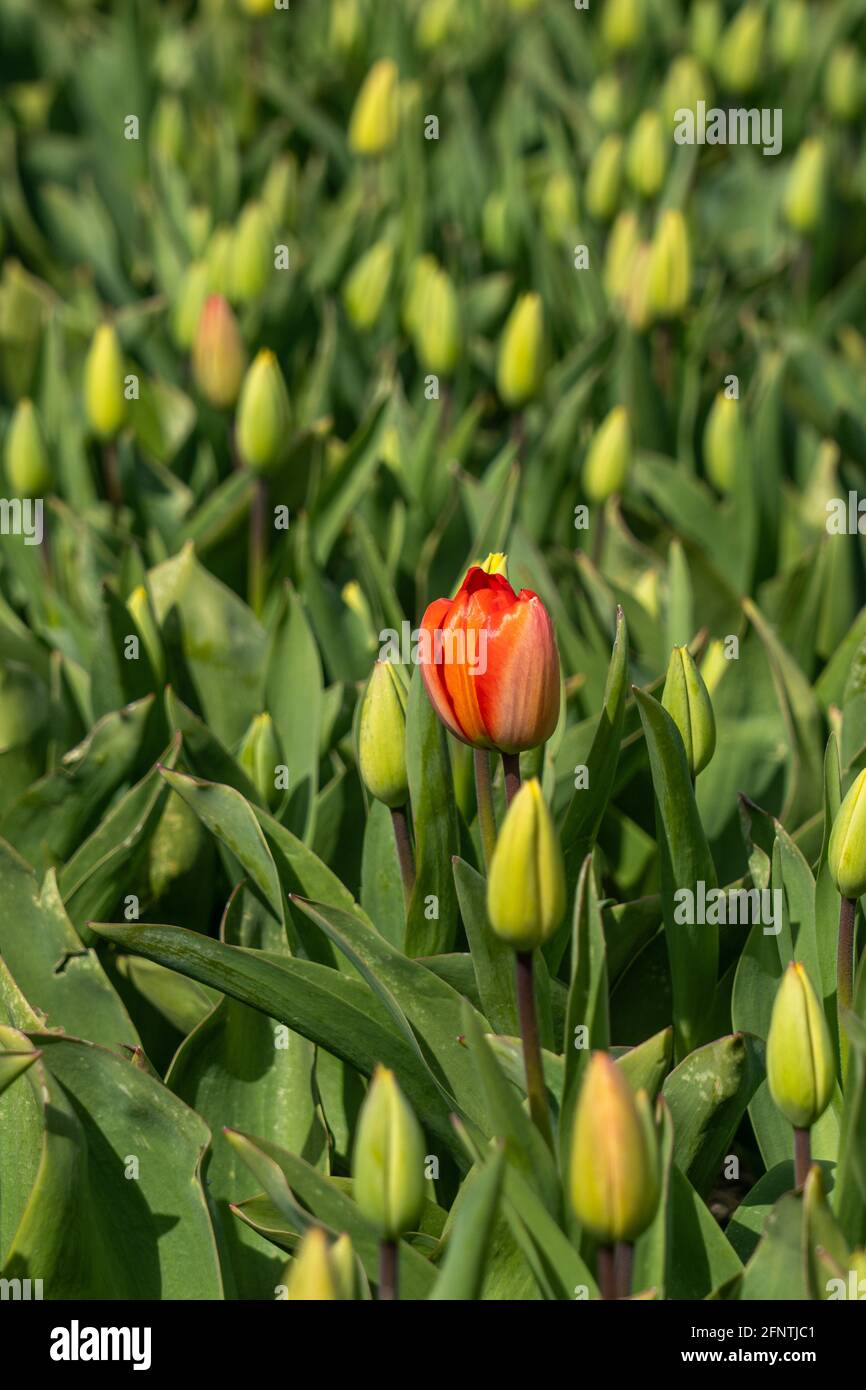 Tulipe rouge entoure de fleurs dans le bourgeon - être différent Banque D'Images