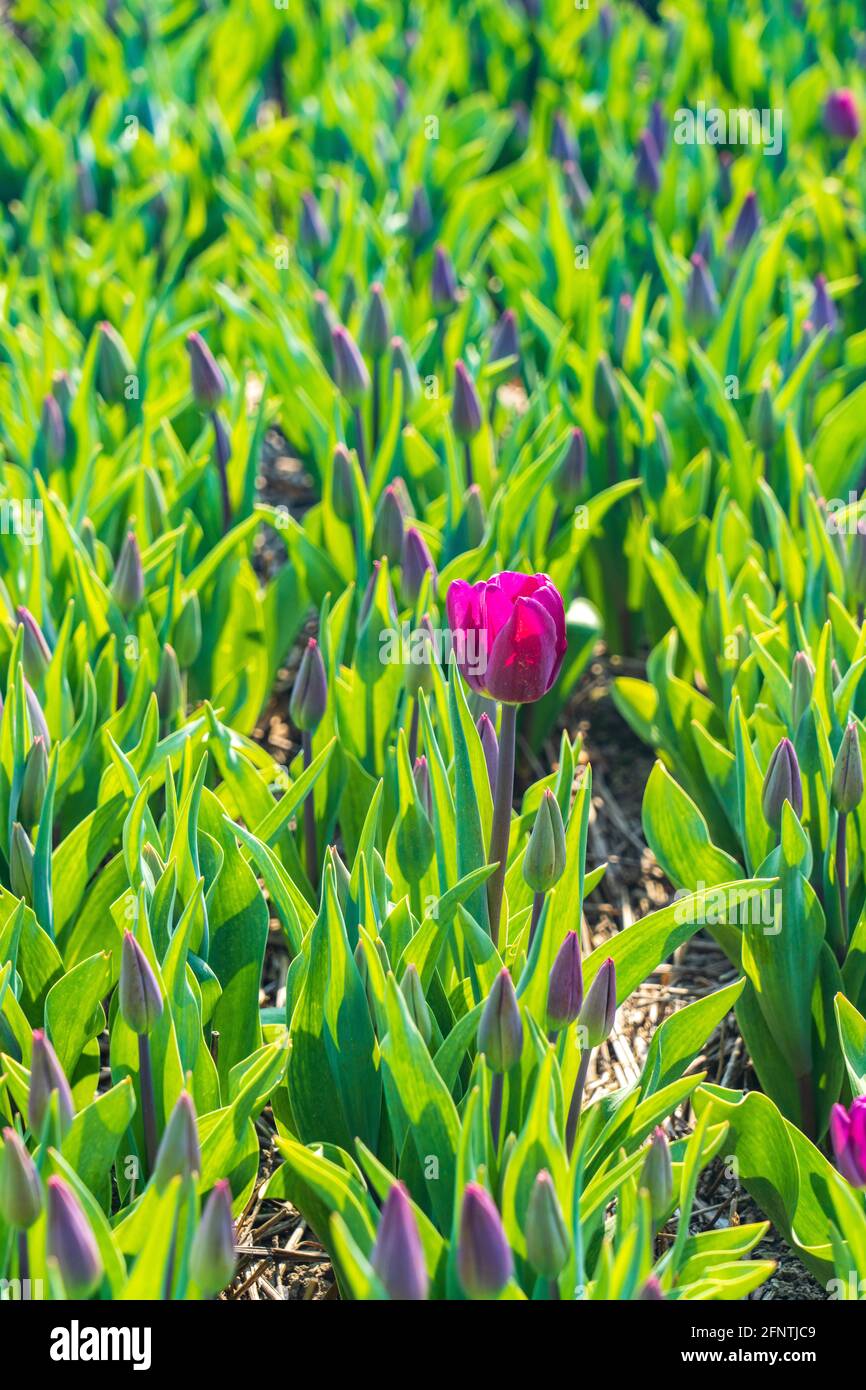 Tulipe pourpre entoure par des fleurs dans le bourgeon - être différent Banque D'Images