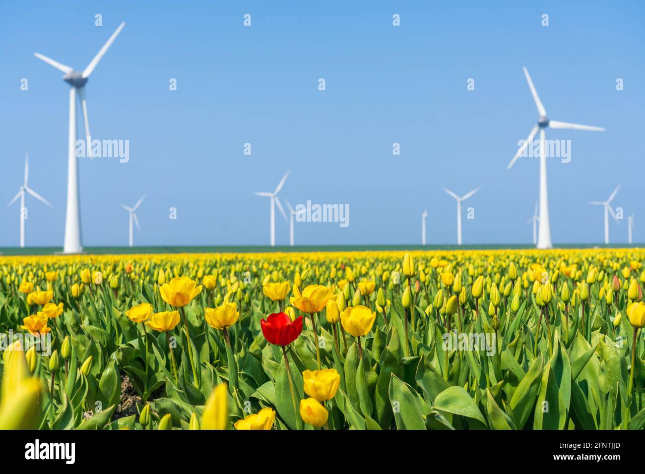 Tulipe rouge entourée de tulipes jaunes avec éoliennes- be différent Banque D'Images