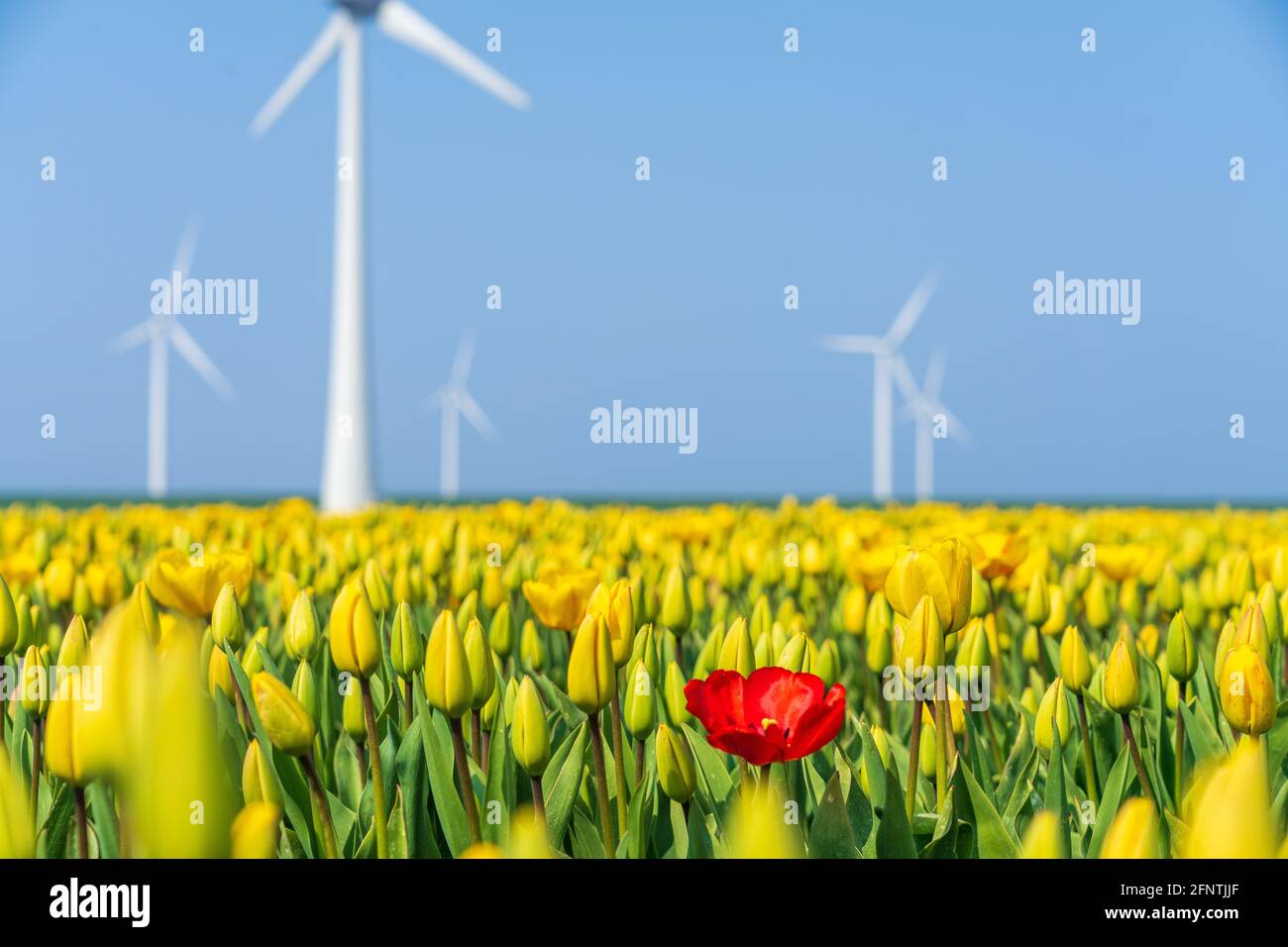 Tulipe rouge entourée de tulipes jaunes avec éoliennes- be différent Banque D'Images
