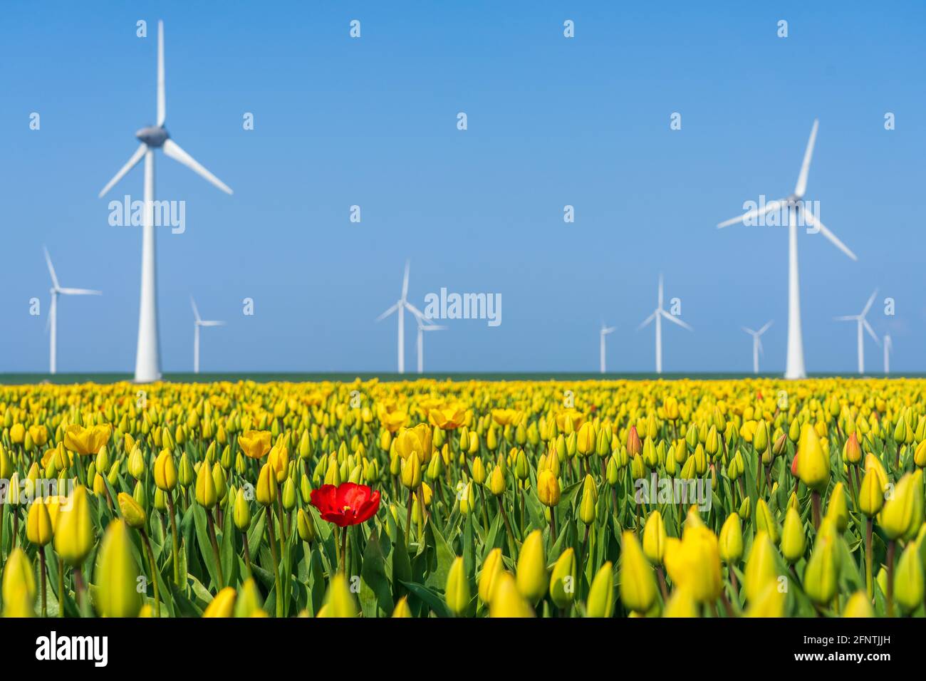 Tulipe rouge entourée de tulipes jaunes avec éoliennes- be différent Banque D'Images