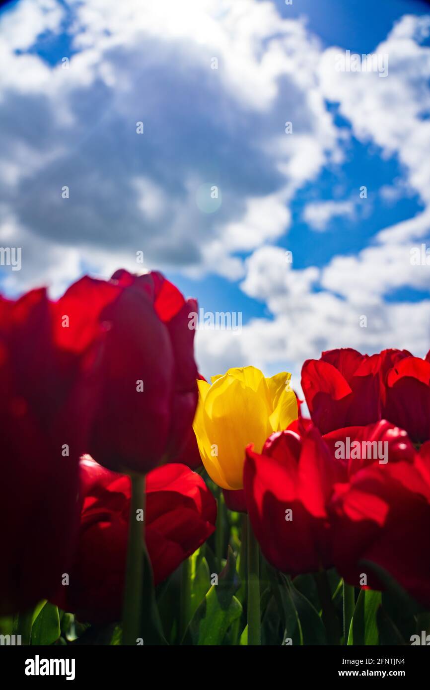 Tulipe jaune entourée de tulipes rouges - être différent Banque D'Images
