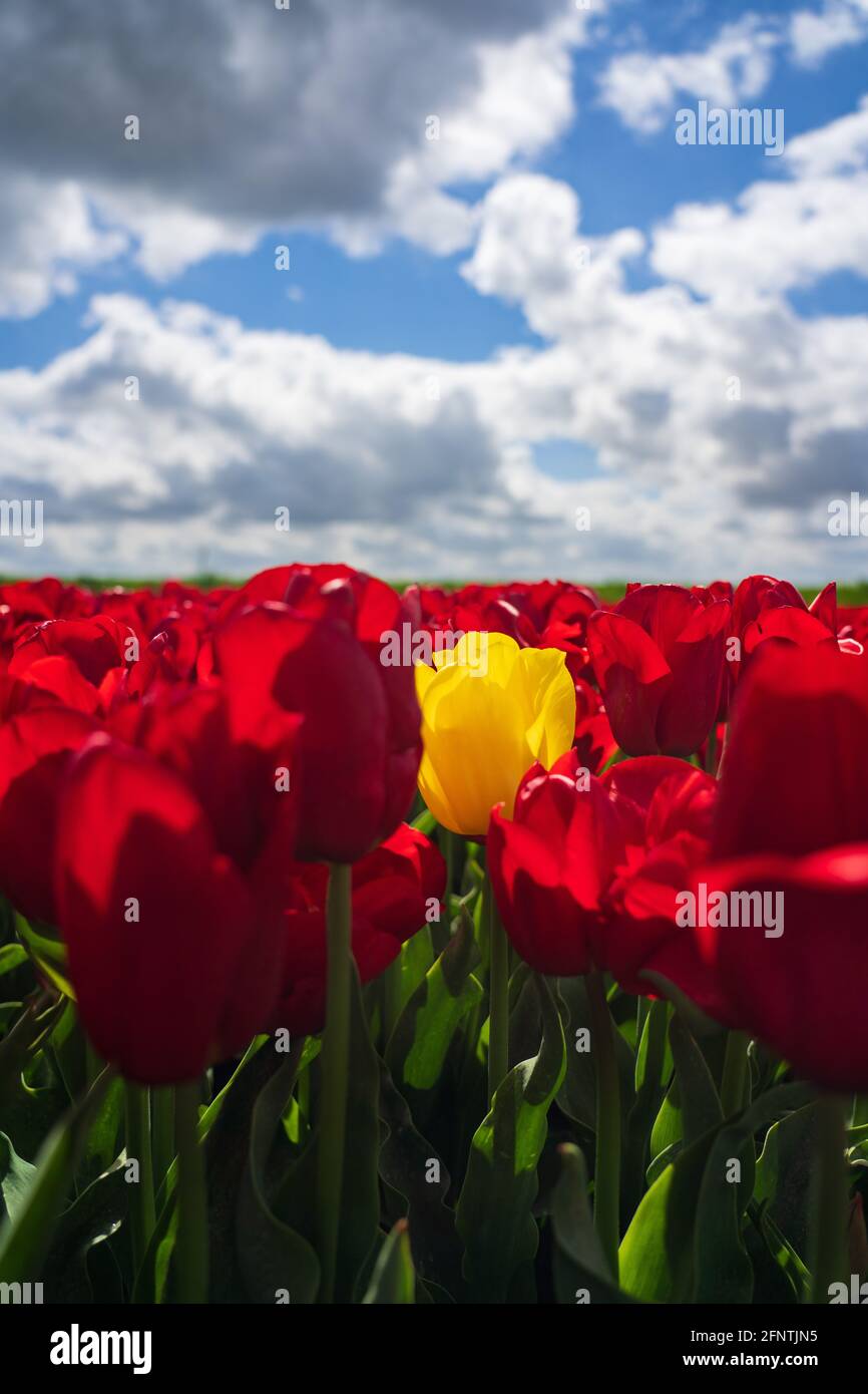 Tulipe jaune entourée de tulipes rouges - être différent Banque D'Images