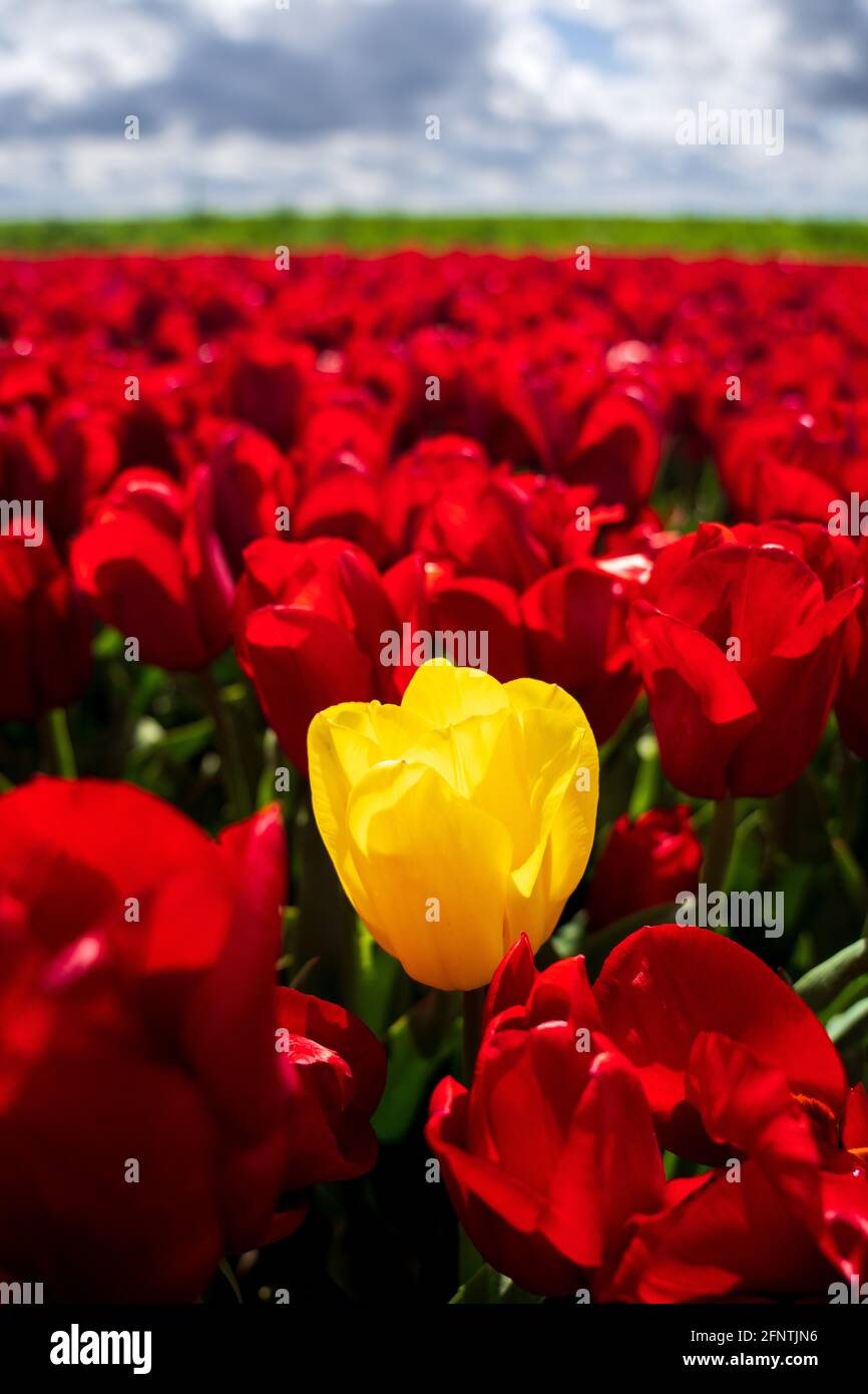 Tulipe jaune entourée de tulipes rouges - être différent Banque D'Images
