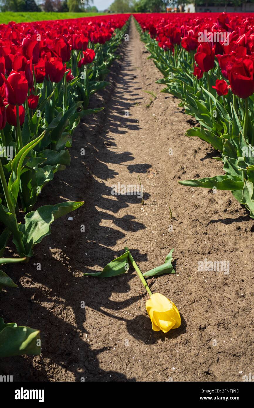 Tulipe jaune entourée de tulipes rouges - être différent Banque D'Images