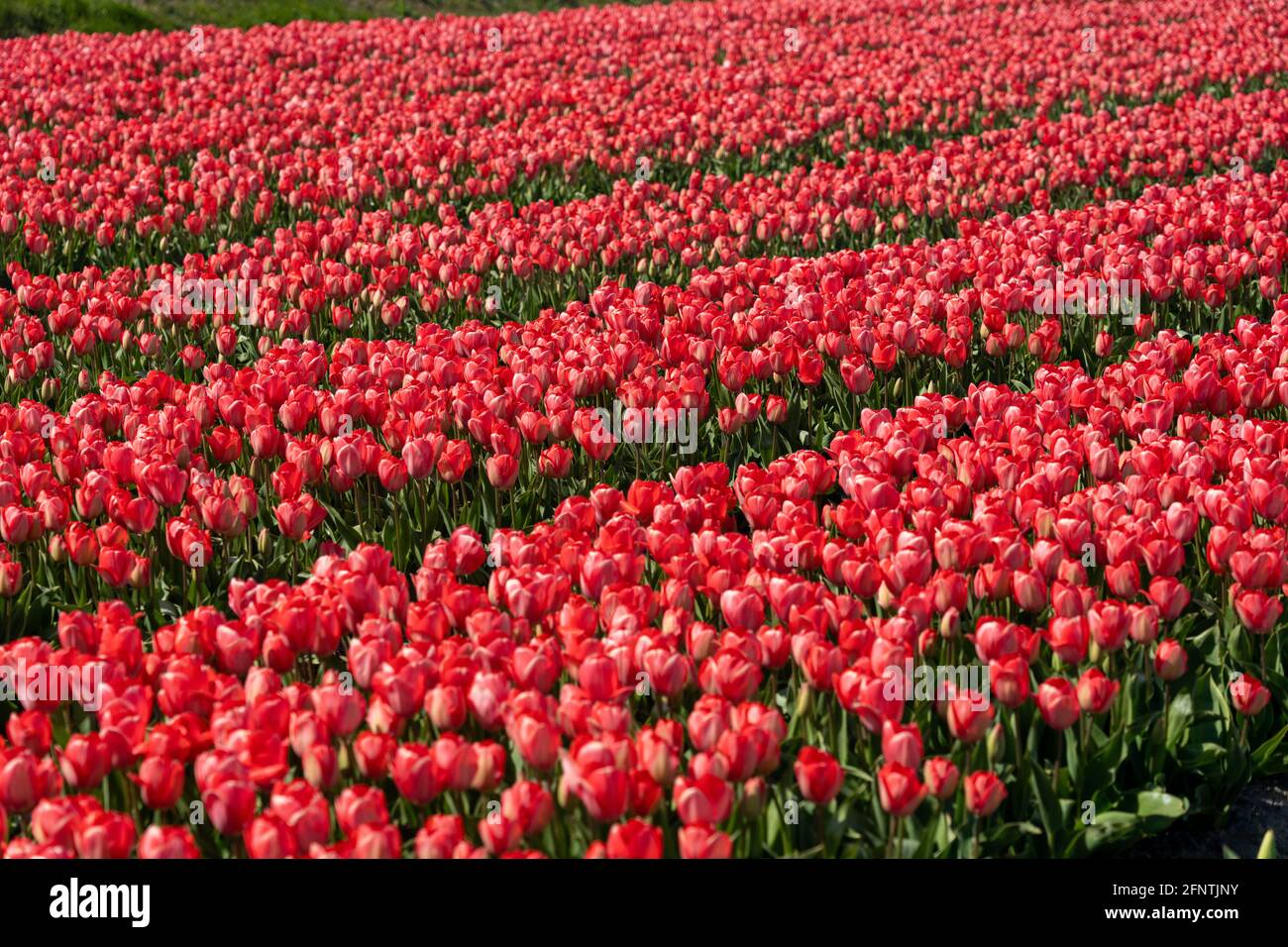 Domaine de jacinthes roses Banque D'Images