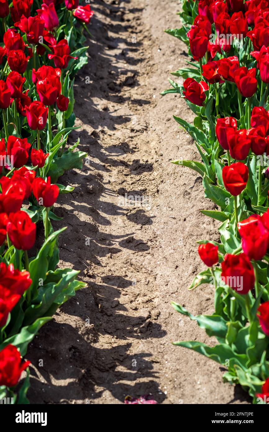 Ombres de tulipes rouges dans le champ Banque D'Images