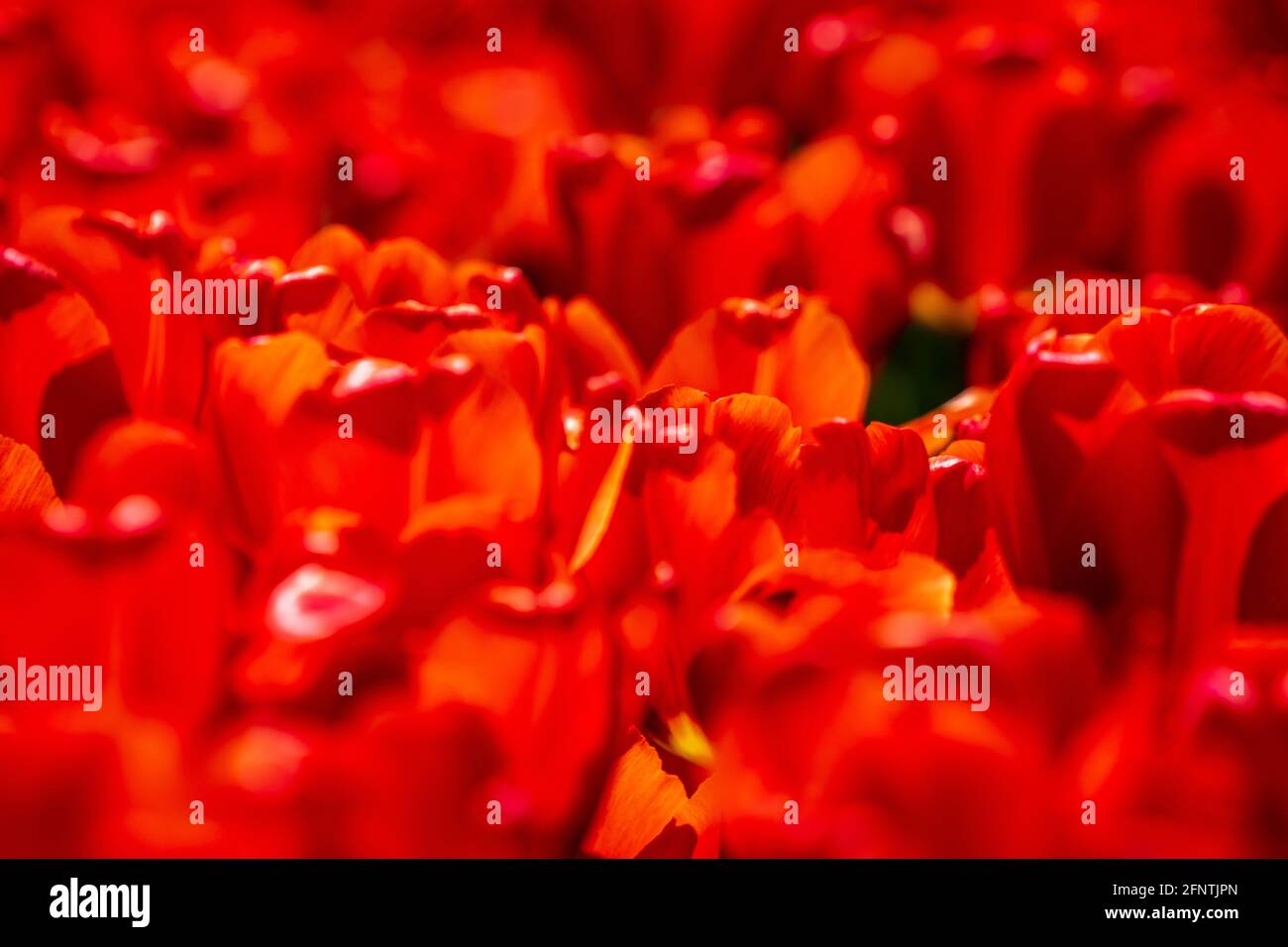 Gros plan sur les fleurs de tulipe rouge Banque D'Images