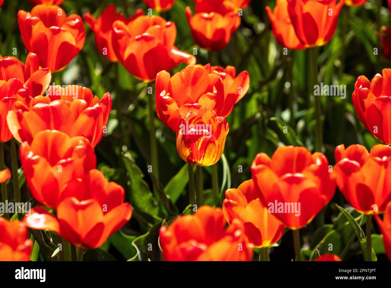 Gros plan sur les fleurs de tulipe rouge Banque D'Images