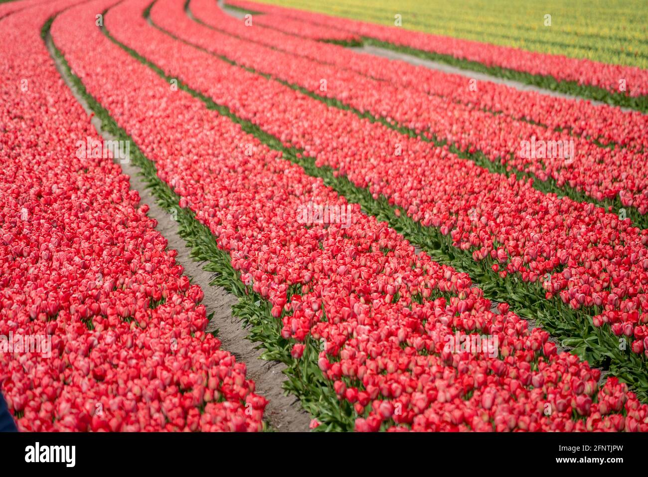 Domaine de jacinthes roses Banque D'Images