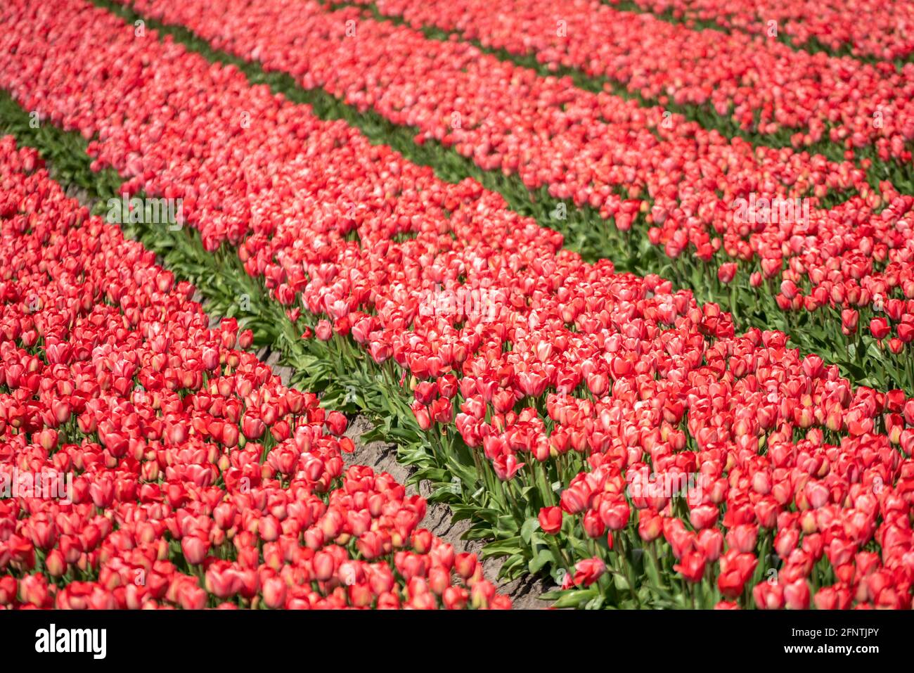 Domaine de jacinthes roses Banque D'Images