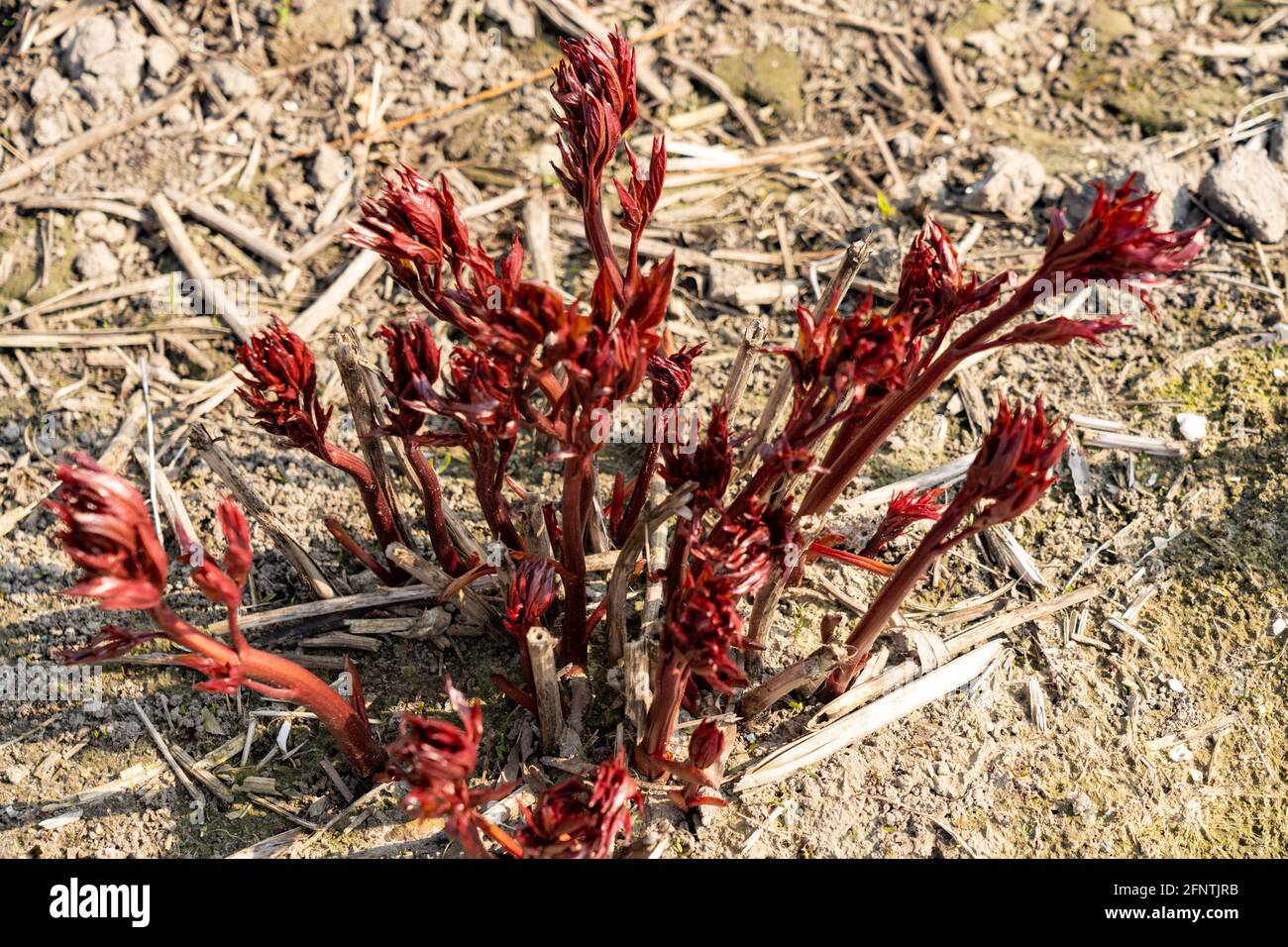 Légumes émergents dans le paysage Banque D'Images
