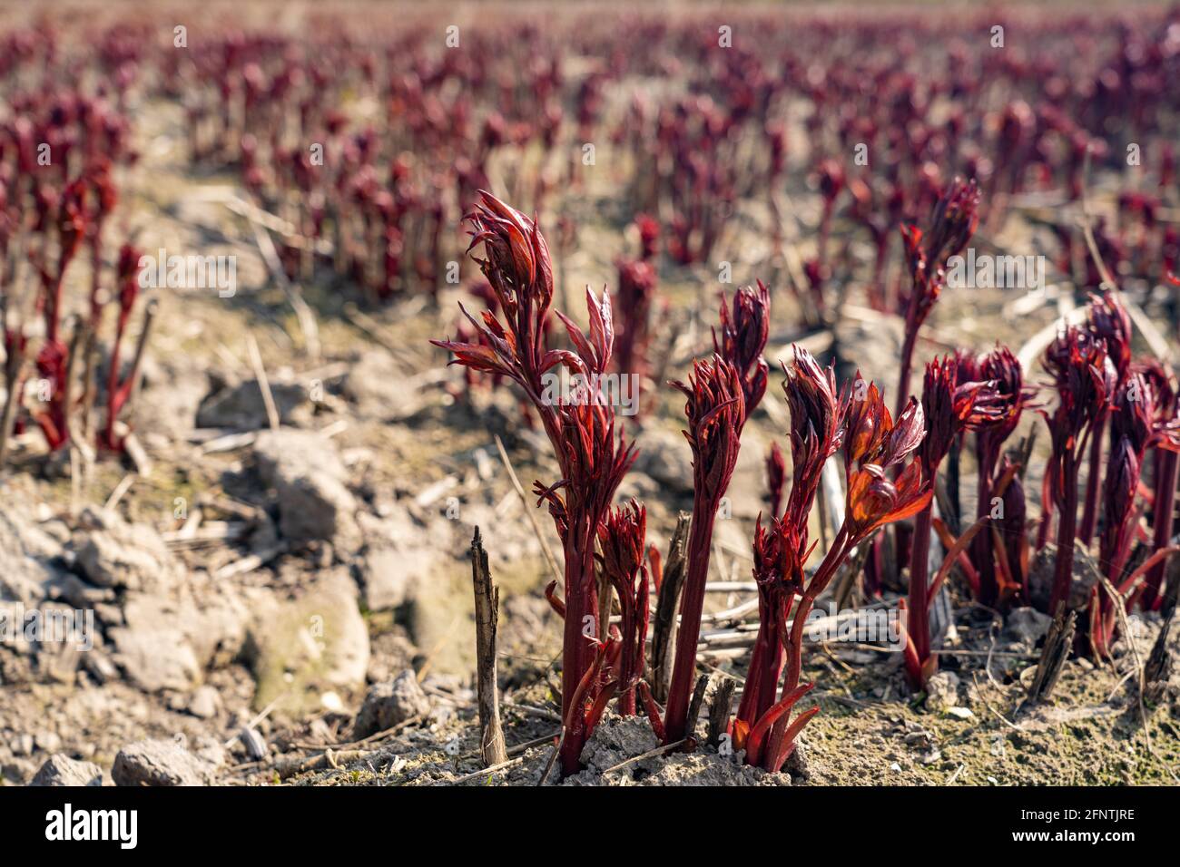 Légumes émergents dans le paysage Banque D'Images