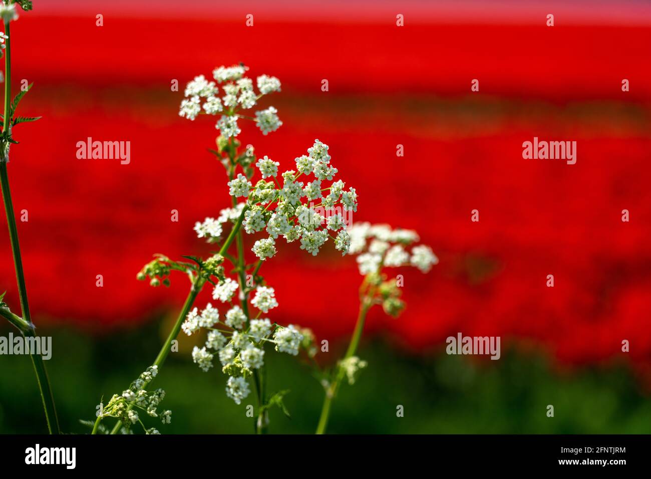 Petites fleurs blanches sur fond de tulipe rouge Banque D'Images