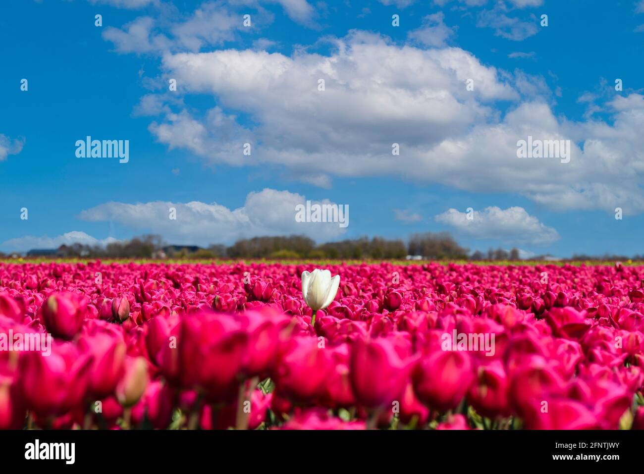 Julianadorp, pays-Bas. 7 mai 2021. Tulipes violettes et blanches en fleurs près de Julianadorp, aux pays-Bas. Photo de haute qualité. Angle bas. Gros plan. Banque D'Images